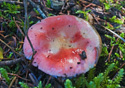 Russula vesca